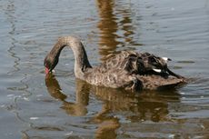 Schwarzer-Schwan-18.jpg